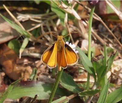 [This butterfly is perched atop a fogfruit flower with the tips of the white petals visible beneath the butterfly. The top half of the body is a fuzzy dark-gold color. The bottom half is a lighter yellow and tapers in width as it reaches the tail-end. The lower wings have dark brown at the edges closest to the head. All the wings are edged in white while the middle part of the wing is yellow gold. The antennae curve out from the head as if they were horns on a steer.]